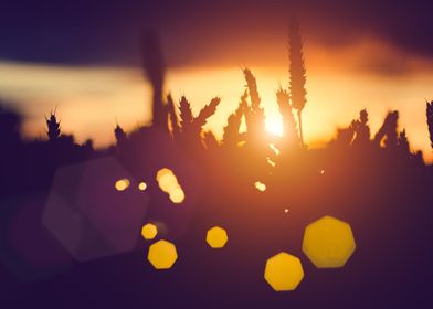 Silhouette Of Wheat Ears A