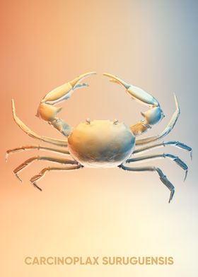 sea ocean crab