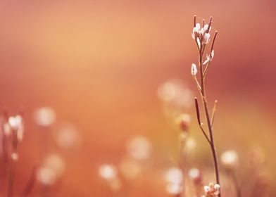 Outdoor  Sunlight  Meadow 