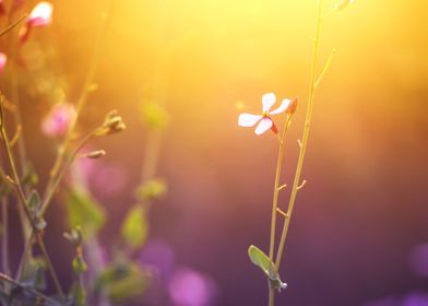 Outdoor  Sunlight  Meadow 