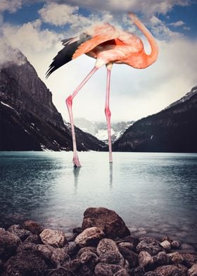 Flamingo 2