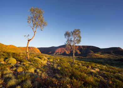 Alice Springs Aussie Austr