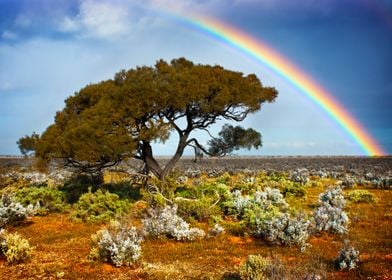 Desert Rainbow Tree Landsc