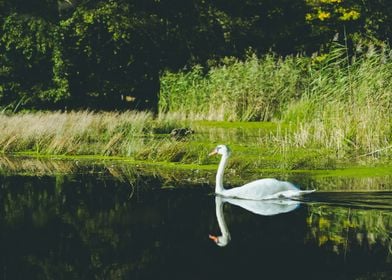 White Swan On Lake In Spri