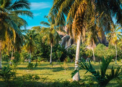 Palm Grove Panorama Scener