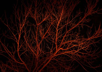 Dark Night Scene Forest La