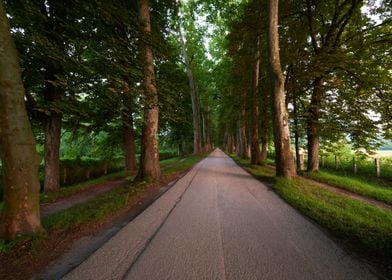 Road Alley Sunrise Trees F