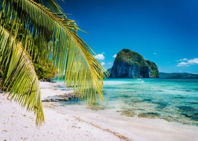 Palm Tree Branches On Sand