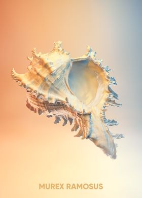 sea shell murex ramosus