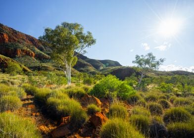 Alice Springs Aussie Austr