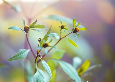 Outdoor  Sunlight  Meadow 