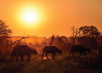 Buffalo herd