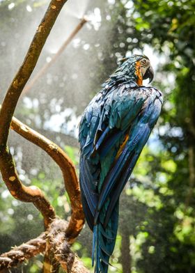 animal bird parrots nature