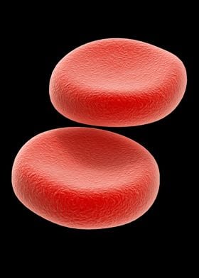 Red Blood Cells