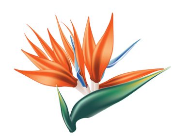 Bird of paradise flower