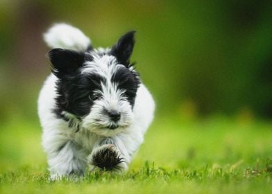 Havana Bichon puppy summer