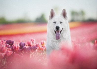 Swiss Shepherd spring cute