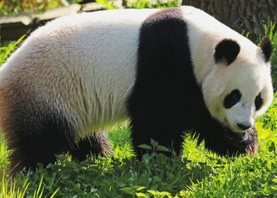 big panda cute animals bea