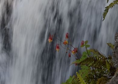 dragon lily cliffside view