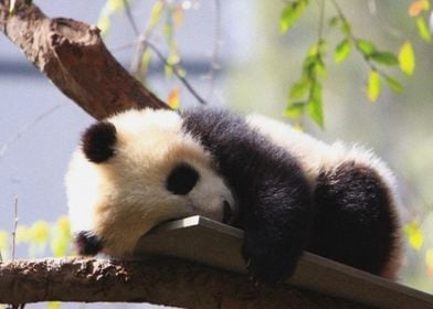 sleeping small panda cute 