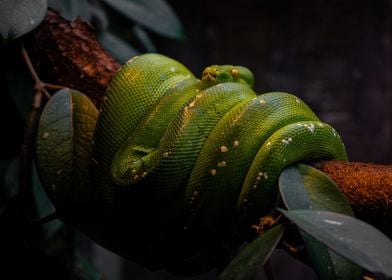 animal nature green snake