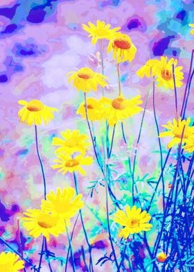 Blue and Yellow Daisies