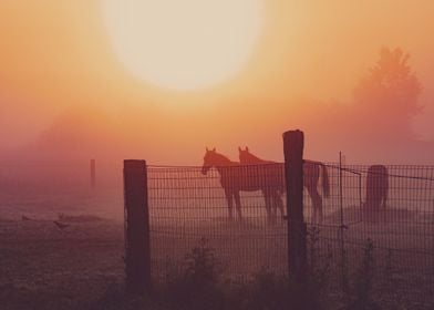 Sunrise Horses