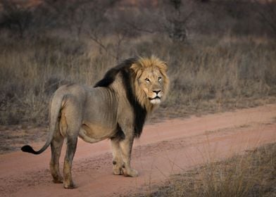 Lion on road