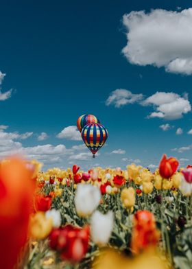 Hot Air Balloon 