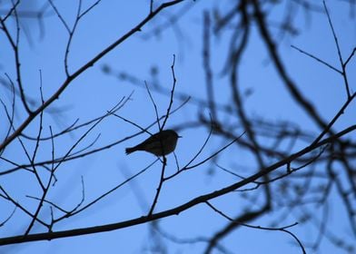 Small Bird Silhouette