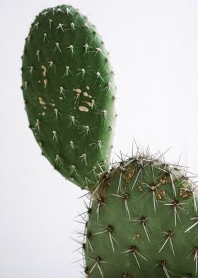 Cactus 2