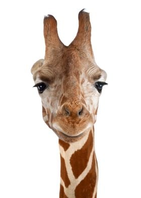 Giraffe portrait