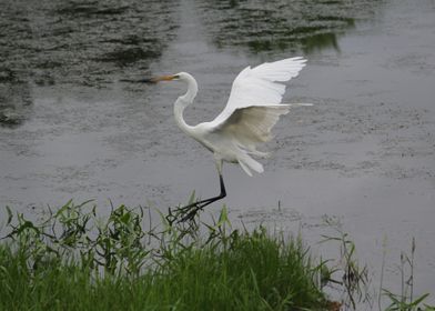 Egret Landing