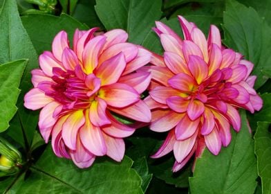 Pink dahlia twins