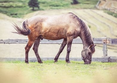 Horse on a meadow