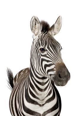 Zebra portrait