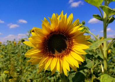 blooming sunflower field