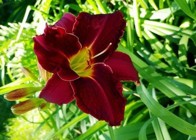 Red velvet daylily