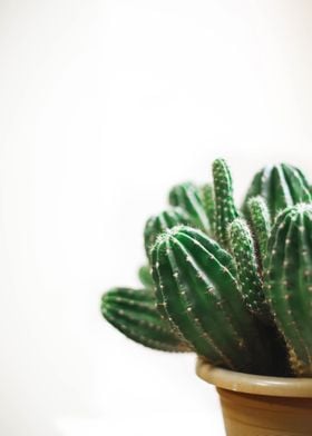 Floral Cactus 