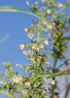 Cannabis plant