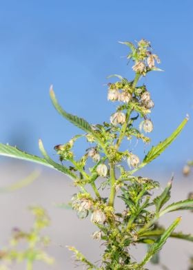 Cannabis plant