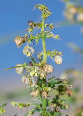 Cannabis plant