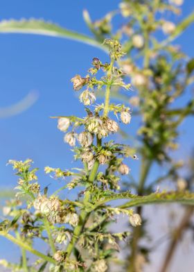 Cannabis plant