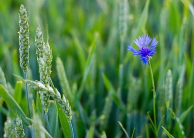 Lone cornflower