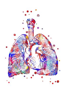 Heart and lungs 