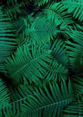 Fern leaves