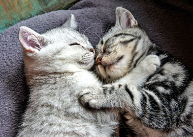 Two Sleeping Kittens