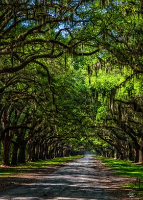 Avenue of Oaks