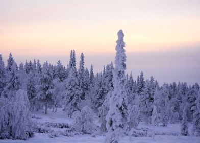 Lapland in winter