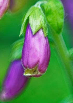 The purple flower